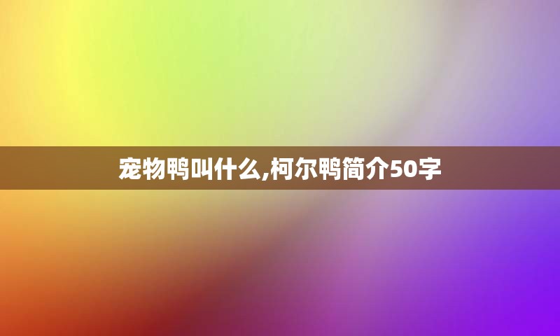 宠物鸭叫什么,柯尔鸭简介50字