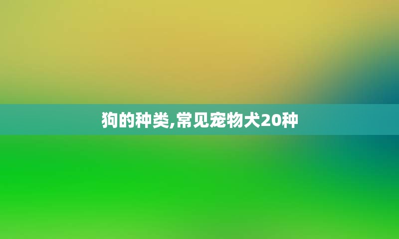 狗的种类,常见宠物犬20种
