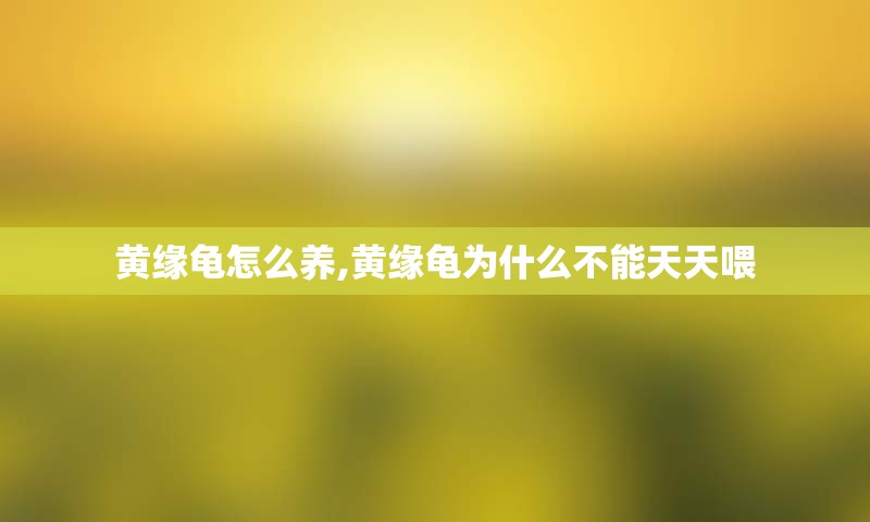黄缘龟怎么养,黄缘龟为什么不能天天喂